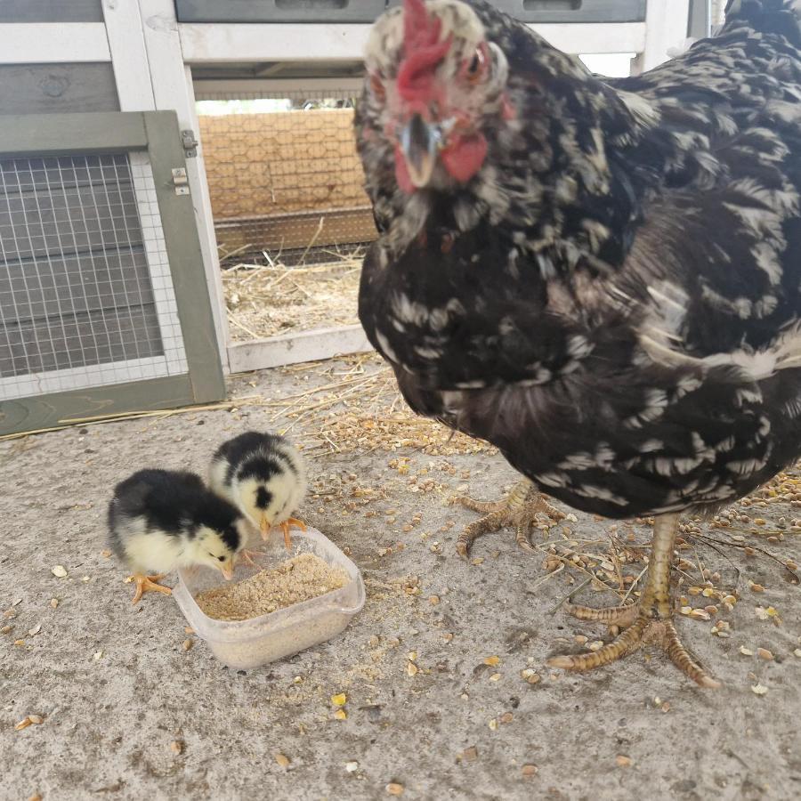 Friesenparadies Fri-Suedliches Friesland Bockhorn  Kültér fotó